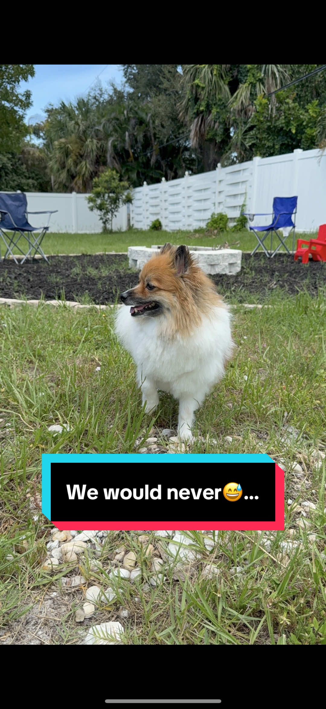 Crazy what happens when you actually train your dog😚… #d#DogTrainingd#dogtokt#traineddogd#dogfluencerpetsoftiktok 