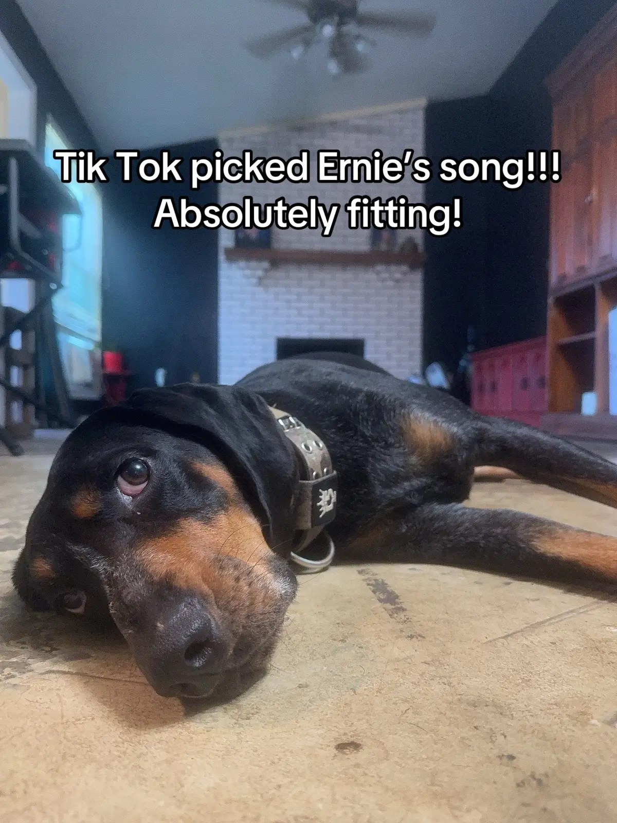 #fyp #trending #dog #dogtok #viral #FunnyDogs #hounddog 