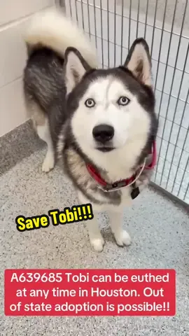 Fill out the app in my bio if you are interested in adopting Tobi!! #rescuedogarmy #dogrescue #rescuedogarmy❤️ #rescuedogarmystrong #fyp #thisistexas #rescuedogsoftiktok #thisishouston #houstonwehaveaproblem #ljusticeforcinco #rescuedog #texas #rescuedogs #fosteringsaveslives #shelterdog 