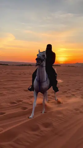 #feto2025 #ترندات_تيك_توك #اكسبلورexplore #@رائد القاسم 1🐎📸 