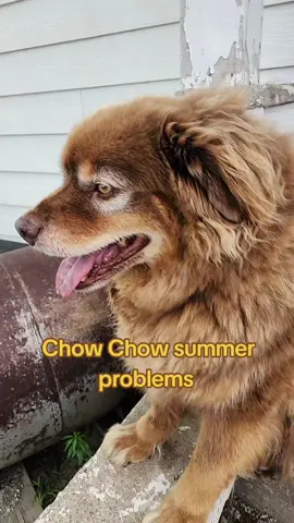 He's a Rottweiler/Chow Chow mix so don't come at me about him not being a Chow #dogsofttiktok #rottweiler #chowchow 