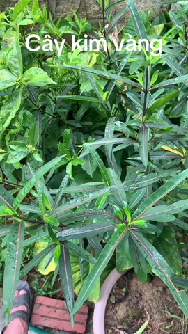 Cây kim vàng # và công dụng cực hay ## #caythuocvuonnha #caythuocnam #caykimvang#vietnam #thaoduoc 