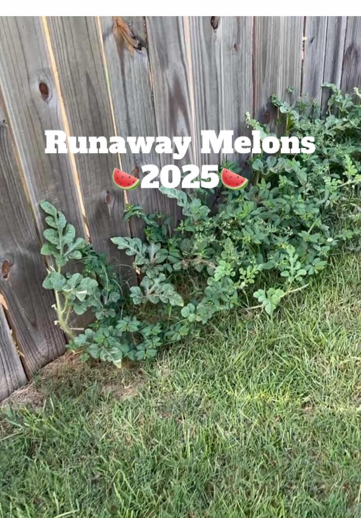 This watermelon vine doesn’t believe in boundaries and decided to bless the neighbor. 