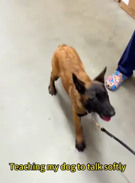 Teaching your dog to talk softly #dog #funnydog #dogs #funnyvideos #fyp 