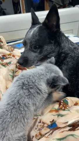 When your little brother won’t calm down. #blueheelersoftiktok #blueheelerpuppy #fyp 