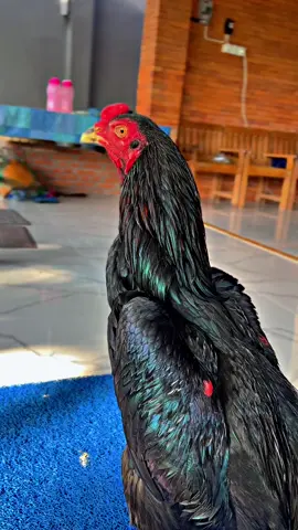 #capcut #ayambangkoksuper #cinematicayambangkok #salamsatuhoby #masukberanda 