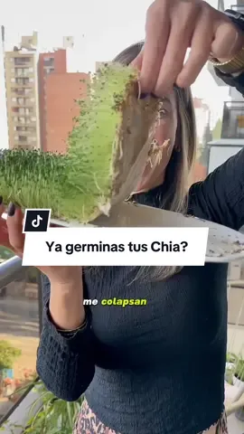 📍 Germinados de chía: todo lo que necesitas saber para empezar 🌱 ¿Se puede germinar la chía? ¿Cómo lo hago? ¿Por qué a veces no sale? Germinar chía es sencillo, pero puede tener sus trucos… y sus beneficios son enormes: ✅ Aporta omega 3 de origen vegetal ✅ Mejora la biodisponibilidad de calcio, magnesio y antioxidantes ✅ Es una forma viva y económica de enriquecer tus platos con más nutrientes esenciales Por eso creé mi curso GERMINA, para acompañarte paso a paso y que puedas hacerlo de forma práctica, clara y sin complicaciones. Únete mediante el link en mi perfil 🌱! 💬 Comenta “Chía” si quieres que te envíe más información y el paso a paso para comenzar desde tu cocina. 📅 Mañana te subo la parte 2 para que veas cómo continuar y lograrlo con éxito 💚 #chíasprouts #germina #germinadosdechia #cursodegerminados #alimentacionsaludable #microbiota #plantbased #germinados #minutohealthy #chia #comidaviva #saludintestinal