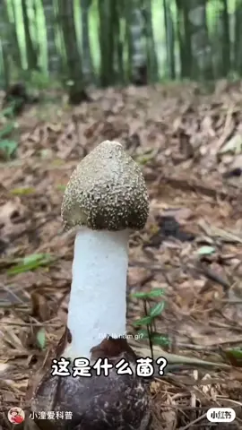 điểm danh 15 loại nấm rừng ăn được 😄 Bạn đã ăn loại nào comment bên dưới nha #hainamrung #hainamrungthong #thichnam #sannamrung #wildmushroom