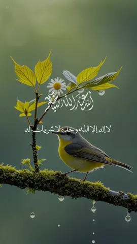 مـــن اذكـــار الصبــــاح: لا إله إلا الله وحده لا شريك له، له الملك وله الحمد وهو على كل شيء قدير