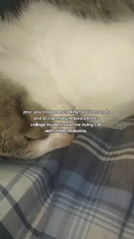 my wage isn't enough for her meds🥺 fundraiser in bio #fyp #cat #cattok #help 