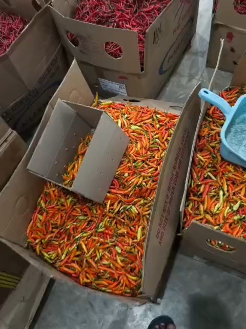 Sumber Berkah Cabe Blitar Ready stok setiap hari & barangnya selalu fresh#cabemerah #caberawit #srengat_blitar_jatim 