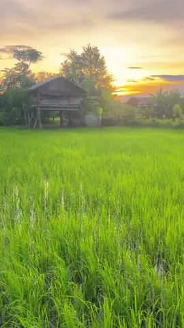 #เธรด #ท้องฟ้า #fyp #วิวบ้านนอก🍃 #บ้านเฮามันกะส่ํานี้ล่ะ 