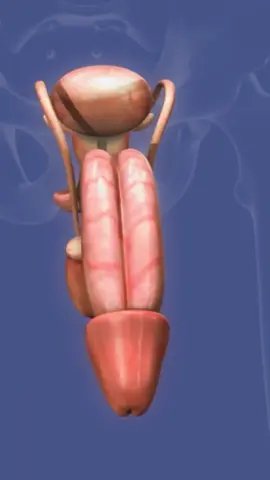 ‎تناول كوبًا من شاي الكبد الطبيعي بدون إضافات لتهدئة الكبد.#liverdisease #صحيح #healthytips #liver #liverdetox #fatty #healthydrink #liverhealth 