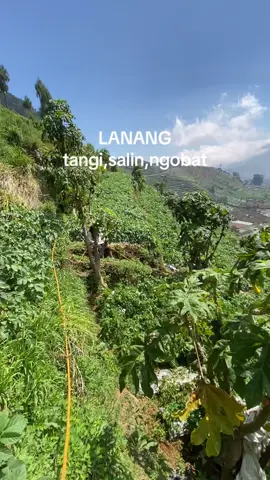 🌱#petaniindonesia🇮🇩🇮🇩🇮🇩🌿🌿 #dieng #kentangdieng #fyp #pakuwaja2421mdpl 