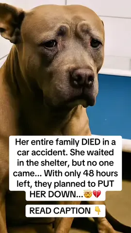 Three months ago, she lost everything. A car crash took her whole family—no one came to claim her. Alone in a shelter, she waited… but hope never came. With just 48 hours left, they put her on the list to be put down. 💔 Then a little girl walked in. She knelt beside her crate, ran small fingers through matted fur, and whispered, “She’s the one.” For the first time in forever… her tail moved. Just once. But it moved. 🥺 They brought her home, but love alone couldn’t fix everything. Her joints were stiff. Her food made her sick. Her coat felt like straw. That’s when they found Taily Superdaily—a once-a-day blend packed with what her body actually needed to heal: 🌿 Prebiotics + Digestive Enzymes — goodbye tummy troubles, hello happy poops 💪 Glucosamine & MSM — eased her stiff joints, brought back the zoomies ✨ Omega-3s + Biotin — revived her coat, soft as a cloud again By week 2, she was stealing socks and tail-chasing again. By week 4, her eyes sparkled, fur glowed, and she’d sprint at the sound of “walk.” Now? She runs like she’s chasing the wind—pain-free, wild-hearted, alive. She wasn’t broken. She just needed love… and the right nutrition. We still whisper that same phrase every time she curls up beside us: “She’s the one.” You can find Taily Superdaily on Amazon or through the link in my bio. 🐾 💚 Comment “TAILY” and I’ll DM you her full recovery routine & tag you in PART 2 Love your dog loud—inside and out.