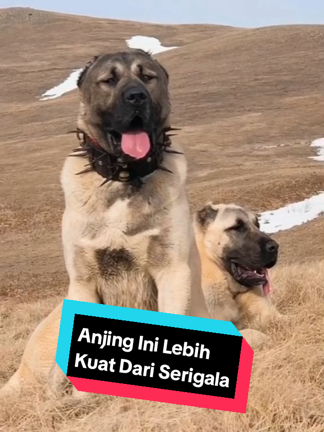 Anjing ini Lebih Kuat Dari Serigala #kangal #wolf #anjing #dogs #alabai #fyp #faktahewan 