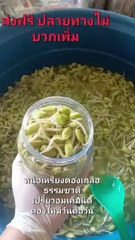 หน่อเหรียงดองเป็นอาหารพื้นบ้านของภาคใต้ มีรสชาติเปรี้ยวและเค็มจากกระบวนการดอง ช่วยเพิ่มความอร่อยให้กับอาหาร มีหลายสูตรในการทำหน่อเหรียงดอง แต่โดยทั่วไปจะใช้หน่อเหรียงสดมาผสมกับเกลือและน้ำตาล แล้วหมักทิ้งไว้เพื่อให้ได้รสชาติที่ต้องการ นิยมรับประทานกับข้าวสวยหรือใช้เป็นเครื่องเคียงในอาหารหลายชนิด