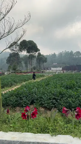 Running through the strawberry fields. #familylife 