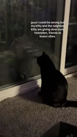 someone write the kindle unlimited book lmao #catsoftiktok #kitty #kindleunlimited #kittycat 