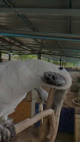 Pay a visit to Kulim Bird Park Petting Zoo. Do more than watch, hand feed alpacas, capybaras, birds, raccoon and other animals, up close animal experiences and family fun.  #kulimbirdpark #pettingzoo #alpaca #parrot #raccoon #CapCut 