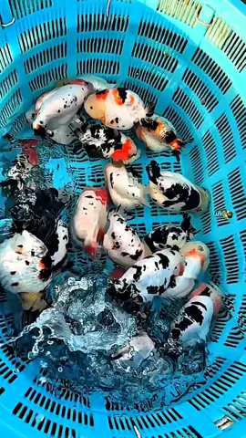 Keranjang ini berisi emas! Ranchu sapinya sungguh indah! #amazing #rancu #goldfish 