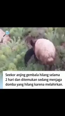 Di Turki, sockor anjing gembala hilang selama dua hari, dan saat ditemukan, anjing tersebut sedang menjaga seekor domba hilang yang baru saja melahirkan seekor anak domba #indonesia  #fakta #unik  #viral #trending  #wowfakta  #kamuharustahu  #faktaindo  #faktaunik  #infounik  #cariilmu  #inspirasi  #indozone  #dagelan  #lambeturah  #awreceh  #ngakakkocak  #jakartakeras 