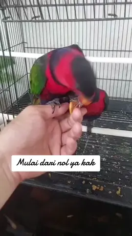 sepasang baby nuri paltem #trending #parrot #parrotslover #parrotsoftiktok #nuri #nurikepalahitam #burungpintar #pelangi🌈 #warnawarni #viral #fyp #fypシ゚viral #lucu #imut 