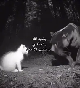 #الشعب_الصيني_ماله_حل😂😂 