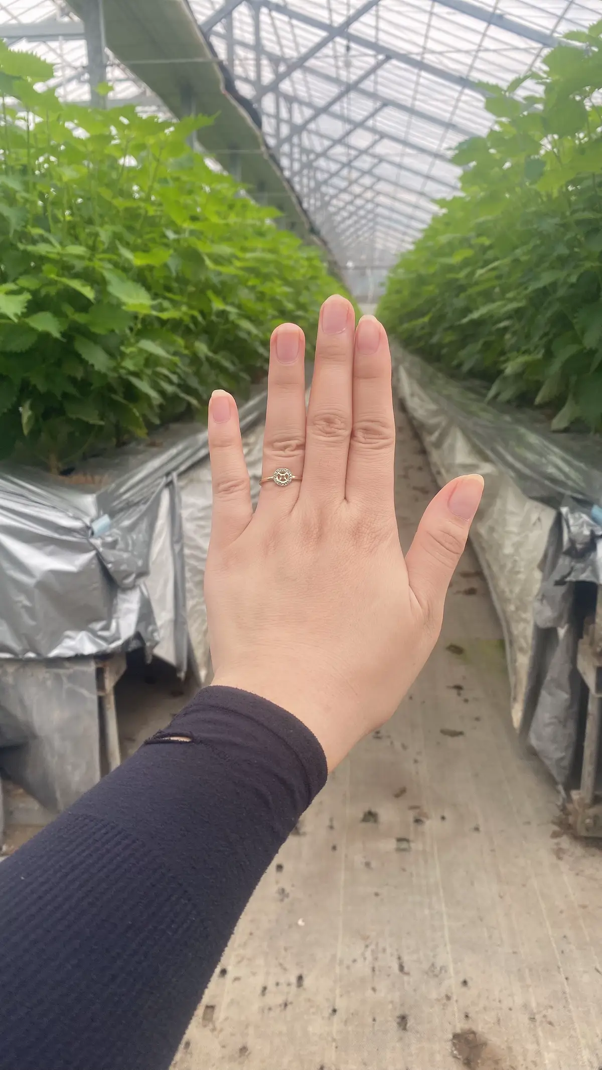 Ko phải việt kiều mô a ơi ...