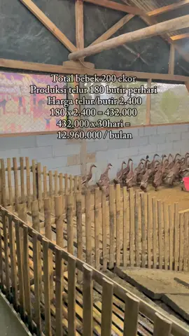 Prinsip anak laki-laki kalau ga punya bakat minimal nekat🤩 #bebek #bebekpetelur #beranda #fyp #berandafyp 