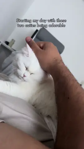 I love waking up to this view 🥹❤️ #fy #explore #catcommunity #catsoftiktok #katzenvideos 