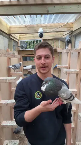 Safe to say I love these new pigeons #pigeondaddy #fypシ 