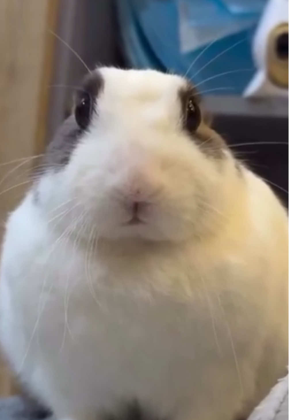 slammy hello ok #what #the #slammy #ok #wow #thankyou #hi #ok #edit #edits #rabbit #rabbits #animal #animals #memeedit #meme #funnyedit #funny #bnuy #bnuuy #rabbitsoftiktok #capcut #slungus #stupid #stuff
