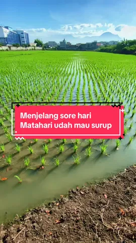 Menjelang sore hari matahari sudah mau surup #senjasorehari #senja #matahari #pemandanganalam #pesawahan #pesawahandipedesaan #pemandangan #pedesaansunda #perkampungan #pertanian 