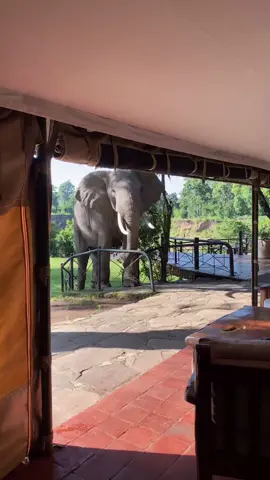 تخيل أن تستيقظ على وقع خطواته الثقيلة.. في قلب محمية 