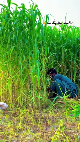 Sady apny pathy ny #پنجابی_کلچر🌾🍂 #panjabiculturephotography #viralmyvideo #pleaseunfrezzemyaccount #tanveerhunjra1 #pind #gaon #272hr #panjabiculture #pathy #funny @عثمان اولکھ جٹ❤️ 