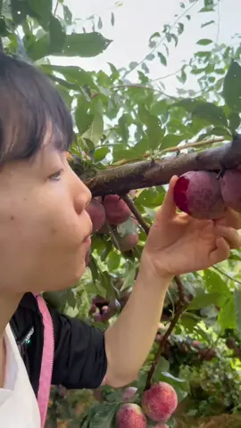 Ngon quá #xh #viralvideo #xuhuongtiktok #traicay #man 