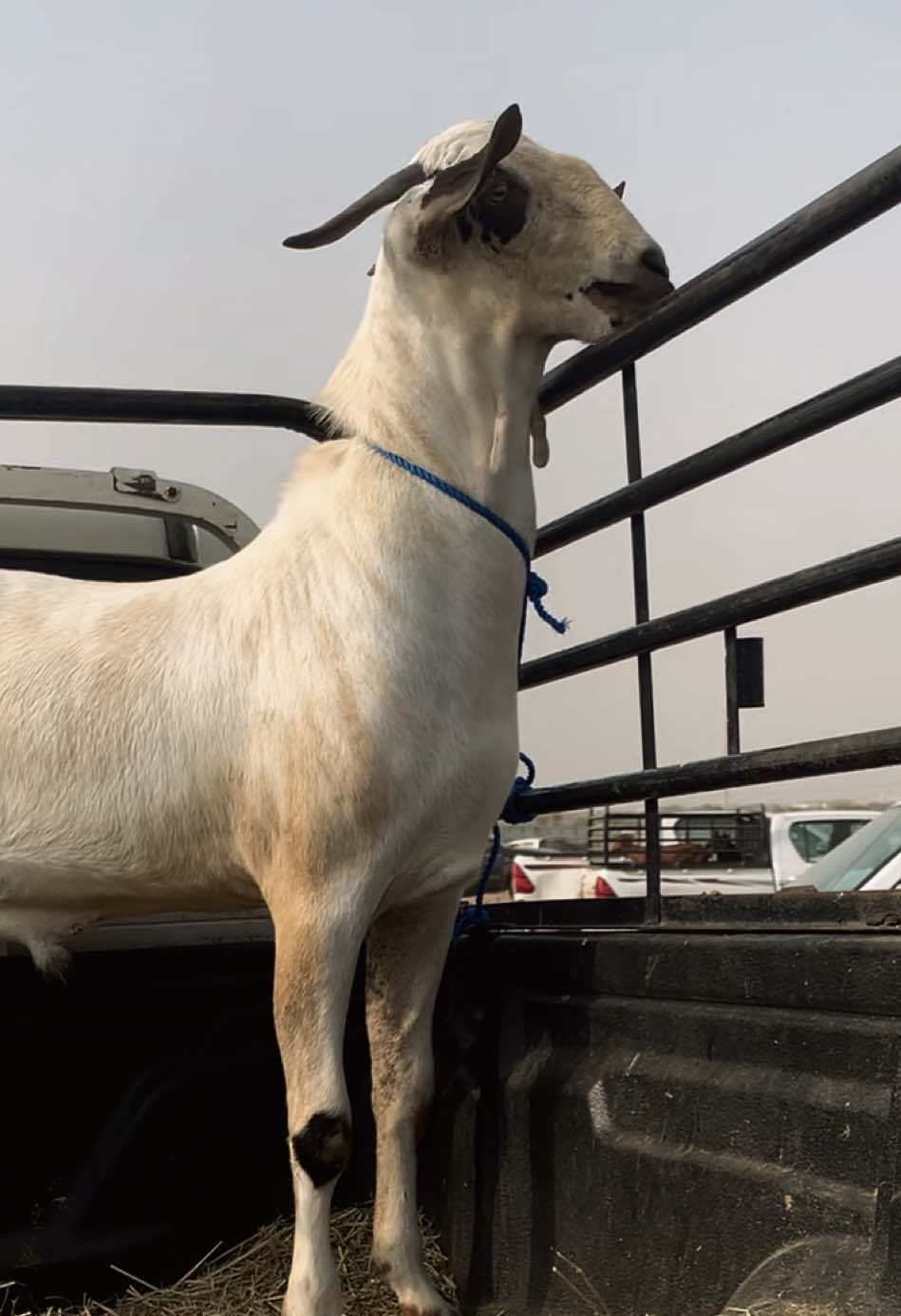 #سوق #سوق_احد_المسارحه #احد #احد_المسارحه #الشعبي #عرض #بيشي #افلح_من_ذكر_الله_وصلى_ع_النبي #غنم #CapCut #ماعز_صنف #حلال #اكسبلورexplore #اكسبلور #explore #p #fyp #you #foryou 