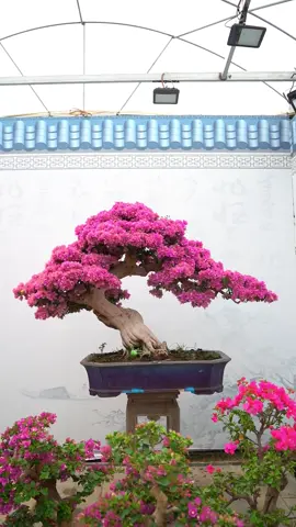 Đẹp🥰#bonsai #hoagiay #xuhuong #trending 