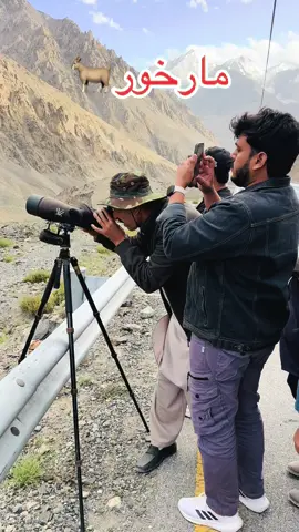 MARKHOR🐐#khujrabpass #jigrr🖤 #گورمانی #foryou #virla 
