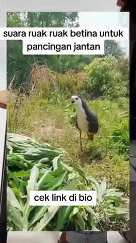 cek link di bio untuk keperluan pancingan ruak ruak #burungruakruak #ruakruak #burungkicau #burungkicauindonesia #burungkicaumaniak #fyp #fypシ゚ #fypage #fyp #pancinganburungruakruak 