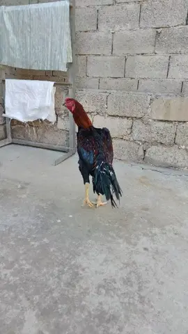 #عبيدة #الموصل #جناي #الهراتي #شعب_الصيني_ماله_حل😂😂 