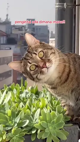 #kucing #kucingcore #meong #pecintakucing #kucingpengintai #corelucu #semogafyp 