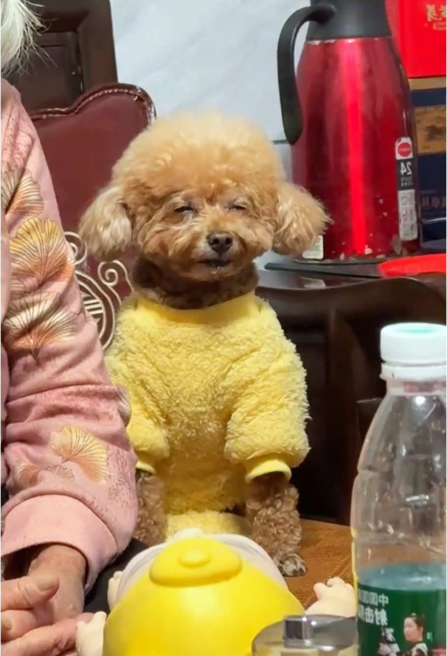 Dogs imitate very much🤣🤣#dog#funny#funnyanimals#funnypets#animals #dogsofttiktok #pet #foryou #longervideos