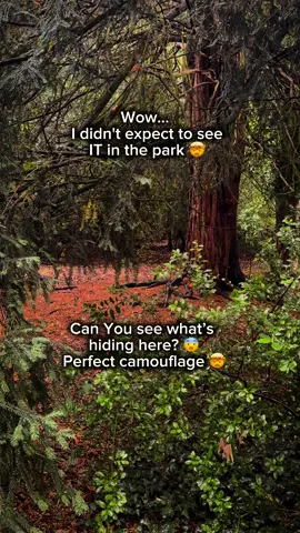 I didn’t expect to see IT in the park… can You see what’s hiding here? 😨🤯 #nature #animal #attack #you #it #help #horrortok 