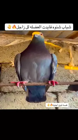 ‏#دويتو مع @🍃💀ابــن ياسـ𓄌ــر:🍃🏴‍☠️ #محفاضات_العراق #حمام_زاجل 