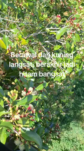 #cengkeh #petaniindonesia🇮🇩🇮🇩🇮🇩🌿🌿 #cengkehindonesia #fyp #masuk #soundviral #foryou #milenial #petanicengkeh #petanicengkehsulawesi 