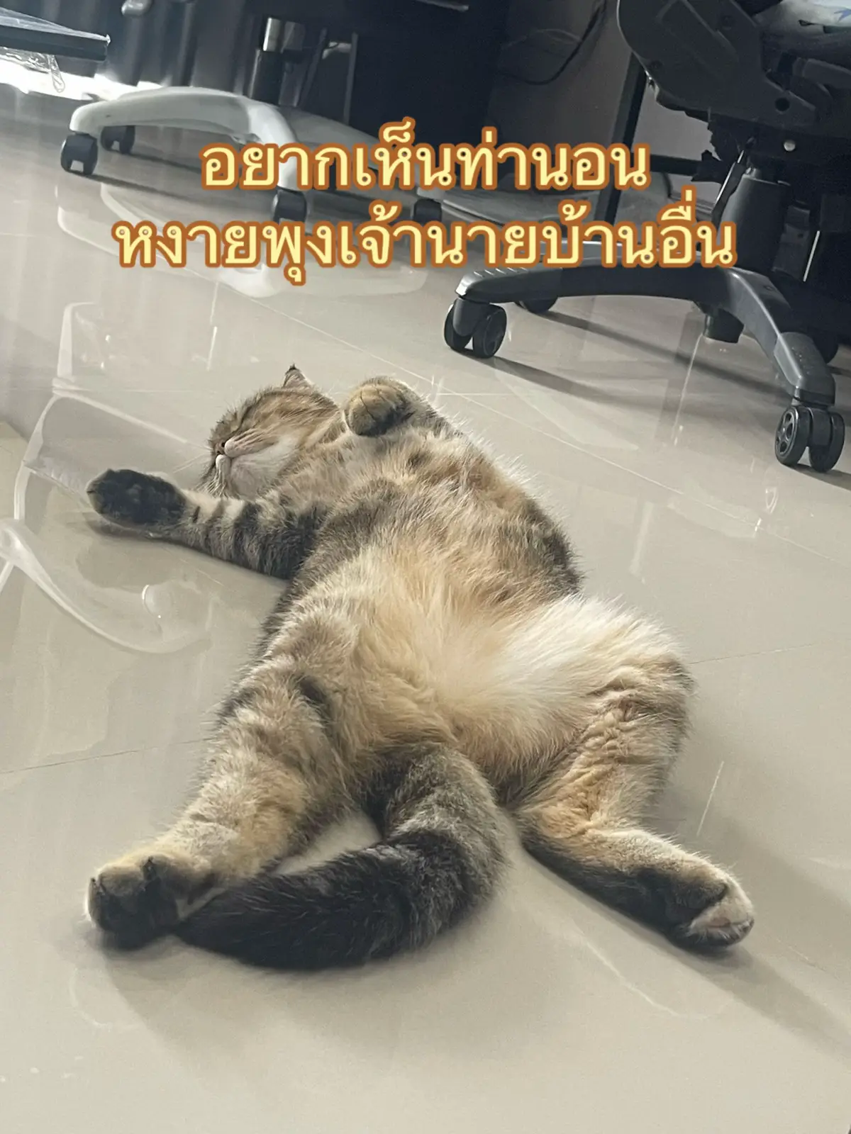 : 1. แสดงความไว้ใจแบบสุดใจ พุงของแมวคือจุดที่เปราะบางที่สุด หากแมวยอมนอนหงายโชว์พุงใกล้คุณ แปลว่า เขาไว้ใจคุณแบบ 100% เพราะมันคือท่าที่ทำให้เขาไม่สามารถป้องกันตัวเองได้เลย ⸻ 2. ระบายความร้อน บริเวณท้องของแมวมีขนน้อยและเส้นเลือดอยู่ใกล้ผิวหนัง เวลาอากาศร้อน แมวจะนอนหงายเพื่อ ระบายความร้อนจากร่างกาย ได้เร็วขึ้น ⸻ 3. สบายตัว / งีบอย่างชิล บางครั้งแมวนอนโชว์พุงก็แค่เพราะมันสบาย! เหมือนเรานอนแผ่บนโซฟาเฉยๆ — ไม่ได้ต้องการอะไรเป็นพิเศษ แต่กำลังอินกับโหมด “ขี้เกียจขั้นสุด” ⸻ 4. เรียกร้องความสนใจ (แบบไม่ได้ตั้งใจ?) เจ้าพวกขนนุ่มรู้ดีว่าเวลานอนหงายโชว์พุงแล้วทาสจะใจละลาย… บางตัวเลยนอนโชว์เพื่อเรียกความสนใจ เช่น ขอเล่นหน่อยดิ หรือ มากอดเราหน่อยสิ