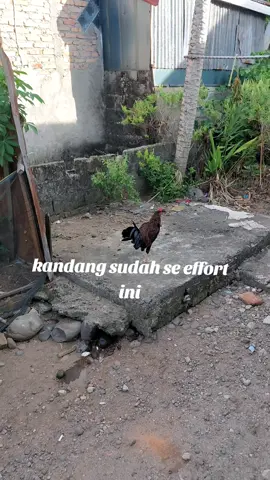 sudah effort begini bukti keseriusan beternak#Ayamkukuakbalenggek #fypシ #ayampenyanyi #peternak #Akb 