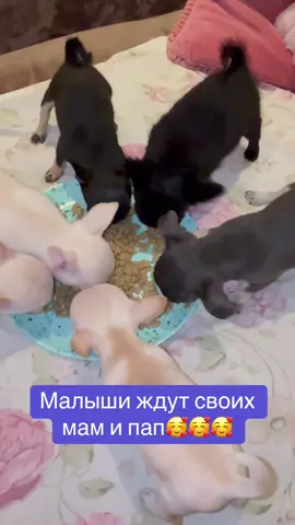 #питомникчихуахуа #доставка #рекомендации❤️❤️❤️ #миничихуахуа🐕 #доставкавевропу 